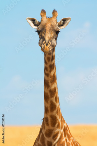 Close up of a male giraffe in Masai Mara, Kenya during the dry s