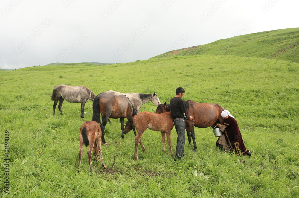 Milking a horse, Nomad in Saryblack, Kyrgyz, Kyrgyzstan