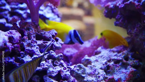 beautiful vivid Sailfin Tang and One Spot Foxface fish swim among coral reef closeup shot