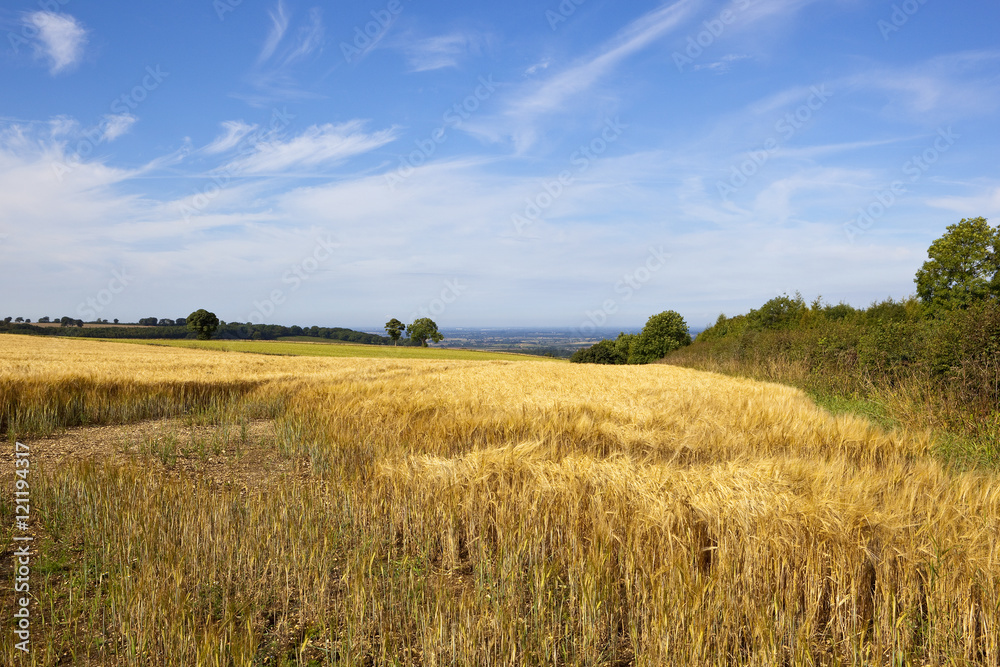 barley field with a view