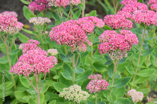Flowers of Stonecrops, Crassulaceae sedum herbstfreude. 