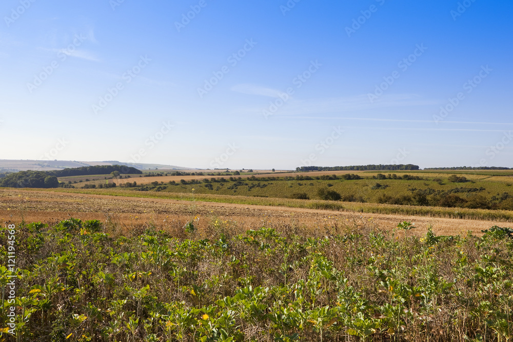farming landscape in late summer