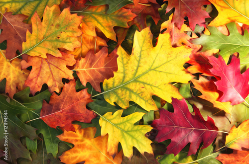 Fototapeta Artystyczny kolorowy dębowy jesień sezon opuszcza tło.