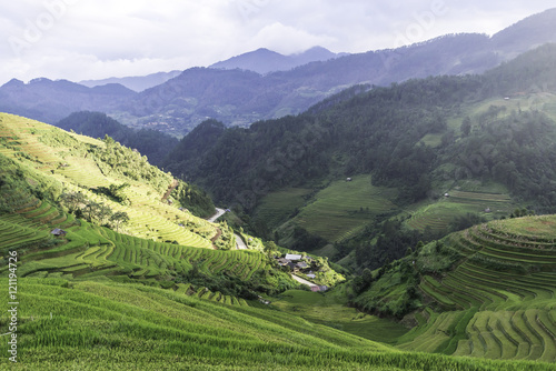 Terraced rice field in rice season in Sapa, Vietnam