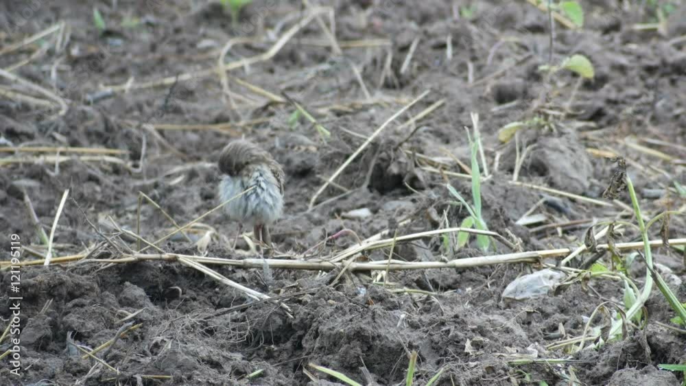paddyfield pipit bird is cleaning itself in the field paddyfield pipit bird is cleaning itself in the field