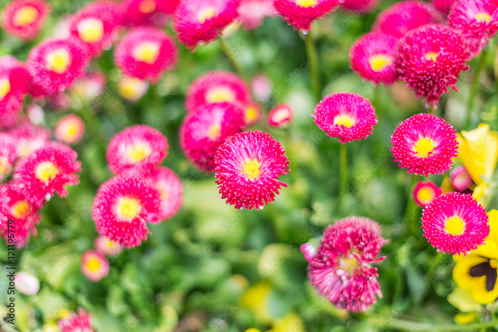 Full Frame Shot Of pink Flowers Growing On Plants