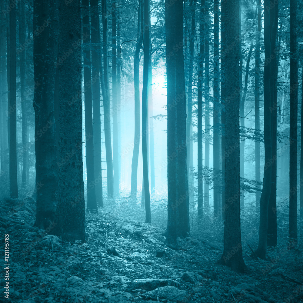 Obraz premium Mystic seasonal blue foggy forest with stones on the floor covered with moss.