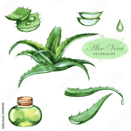 Hand-drawn watercolor illustration of the green aloe vera. Drawings of the sliced leaves, juice in the bottle and branch of the aloe plant, isolated and close up on the white background.