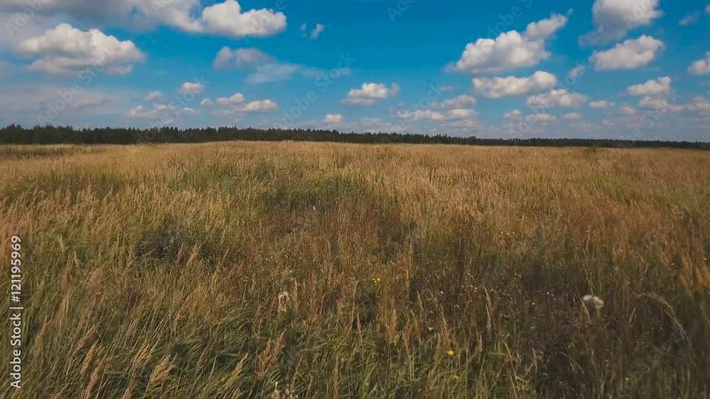 Aerial:green field in countryside on a background of clouds and blue sky.Flying over the meadow on a summer day.Field of grass and perfect sky.Field on a background of the blue sky.Aerial video.Green