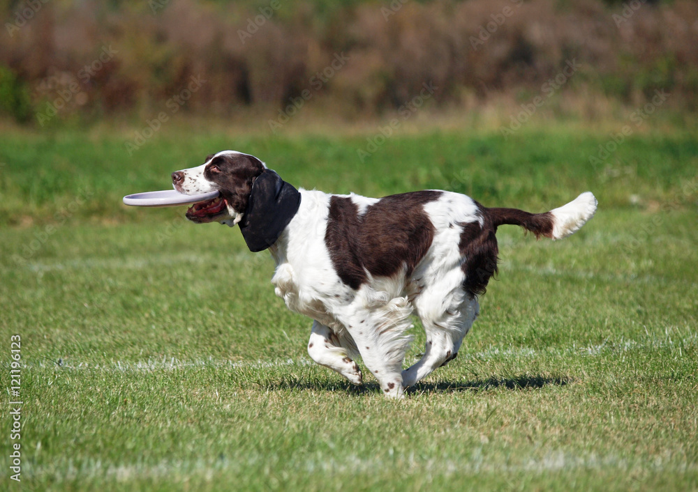 The beautiful springer spaniel plays with a disk on a green lawn The beautiful springer spaniel plays with a disk on a green lawn