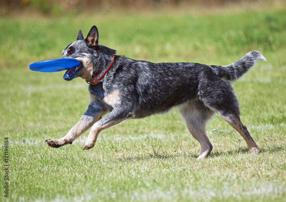 The beautiful dog plays with a disk on a green lawn The beautiful dog plays with a disk on a green lawn