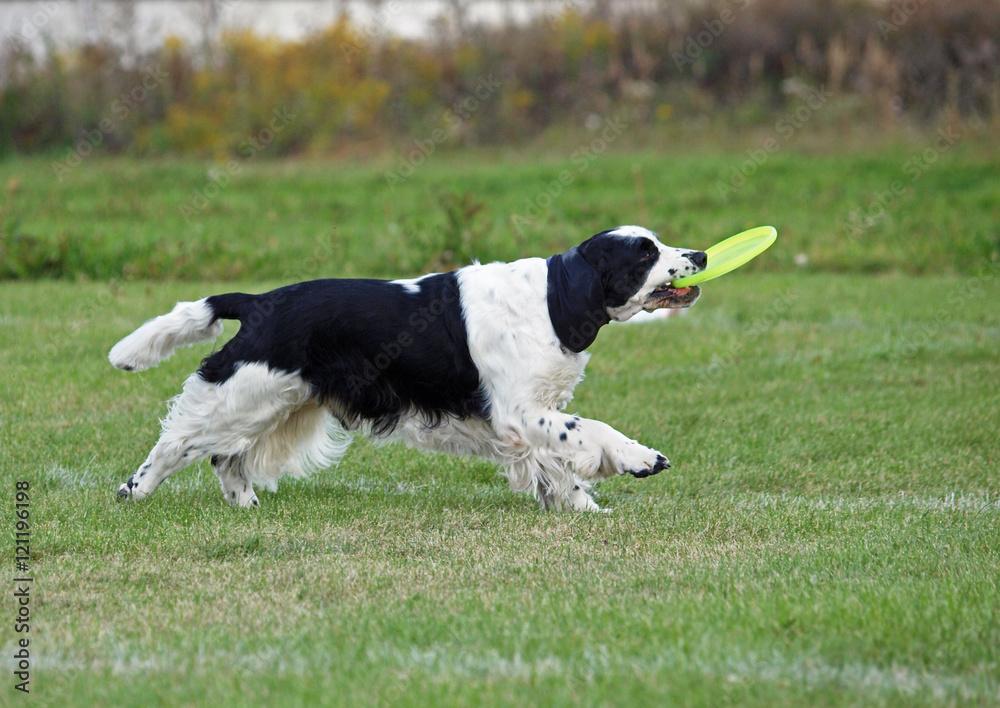 The beautiful springer spaniel plays with a disk on a green lawn The beautiful springer spaniel plays with a disk on a green lawn