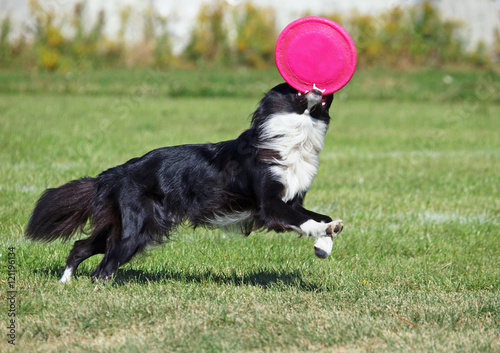 The border  collie plays with a disk on a green lawn