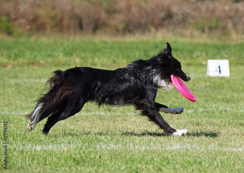 The border  collie plays with a disk on a green lawn