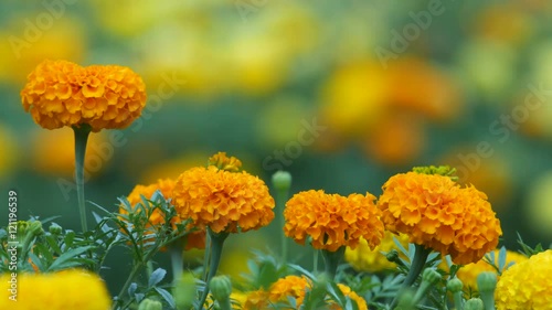 four marigold flowers are shaking with wind