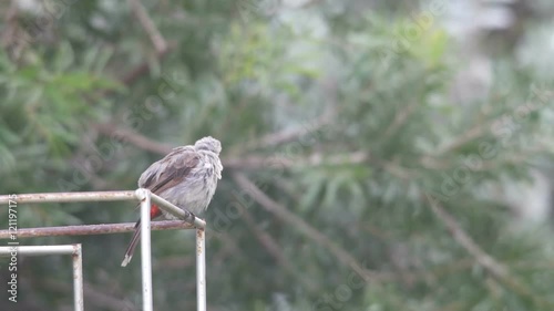 a wet Red-whiskered bulbul is cleaning itself after rain on the metal bar