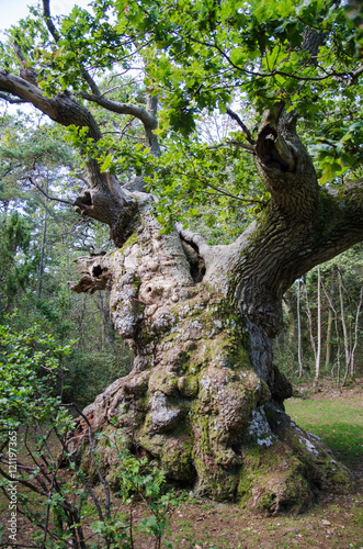 Extremely old oak tree