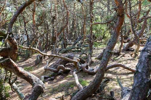 Old windblown pine trees