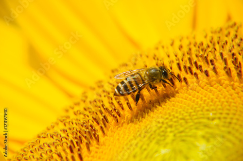 Sunflower and bee closeup background and texture 