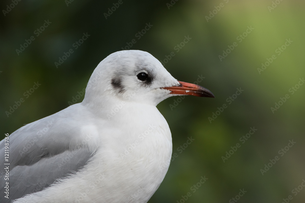 Black-headed Gull, Chroicocephalus ridibundus Black-headed Gull, Chroicocephalus ridibundus
