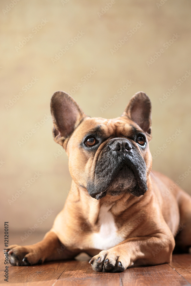 liegende Französische Bulldogge im Studio