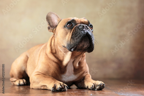 Fototapeta Naklejka Na Ścianę i Meble -  liegende Französische Bulldogge im Studio