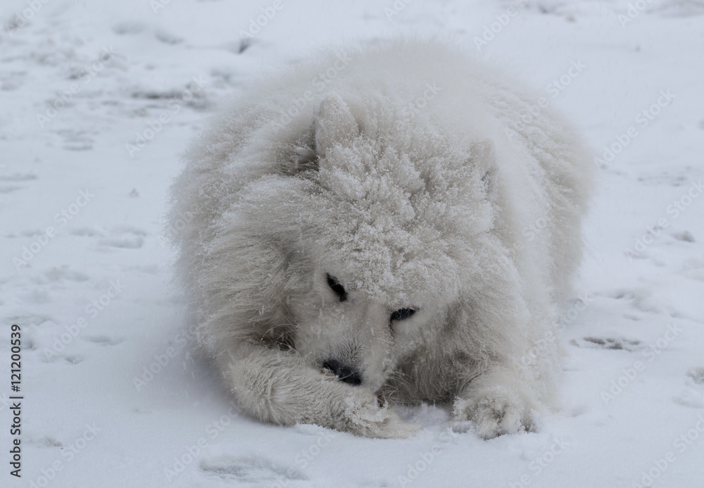 Snow dog Snow dog