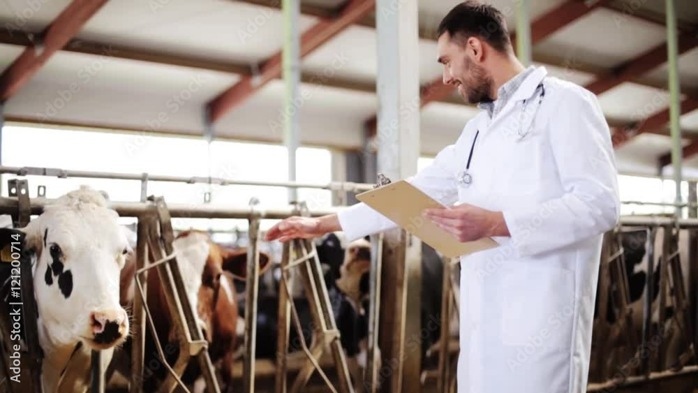veterinarian with cows in cowshed on dairy farm veterinarian with cows in cowshed on dairy farm