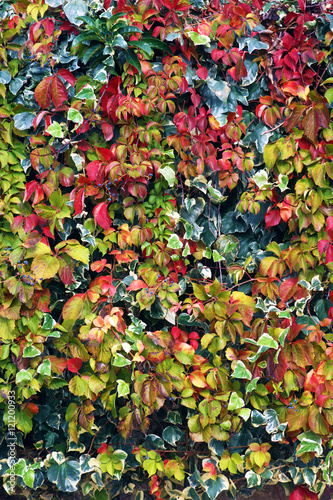 Colourful red and green leaves of climbing plants
