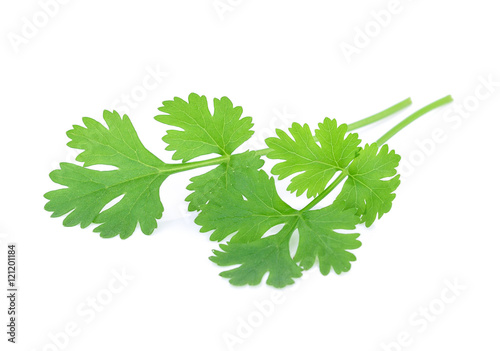 Green coriander leaves close-up isolated on white