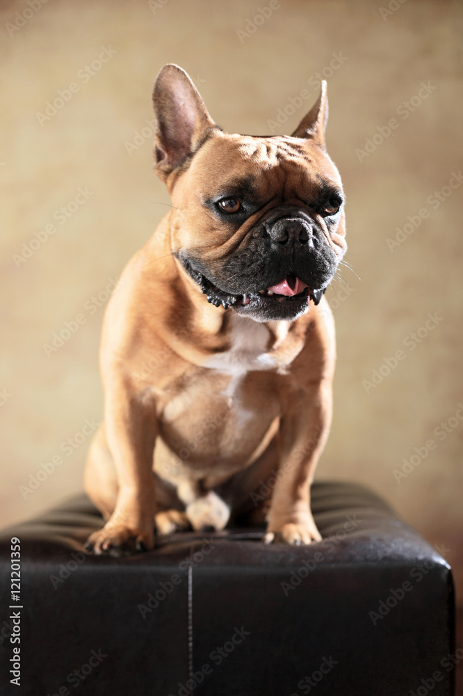 sitzende Französische Bulldogge im Studio