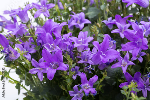 Beautiful vivid purple spring flower bush Dalmatian bellflower  Campanula portenschlagiana 