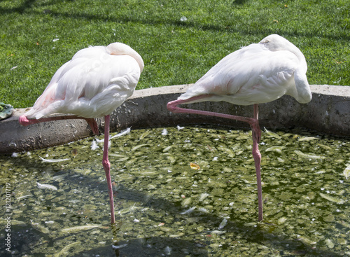 Couple of beautiful flamingos are sleeping in the lake. Park taigan