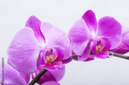 Fototapeta Naklejka Na Ścianę i Meble -  Pink streaked orchid flower, isolated on white background