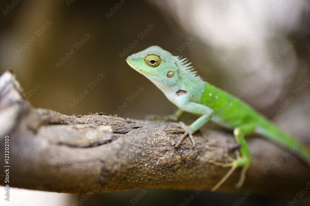 lizard lizard