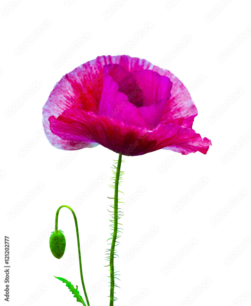 Fototapeta premium poppy. red poppy isolated on white background.red poppy. beautif