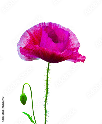 poppy. red poppy isolated on white background.red poppy. beautif