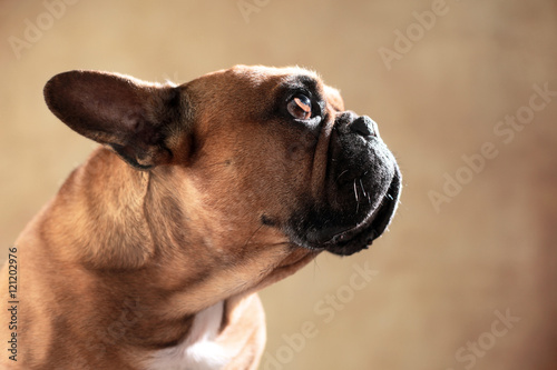 Französische Bulldogge im Studio