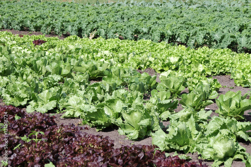 Quadro su tela Salatanbau auf dem Feld