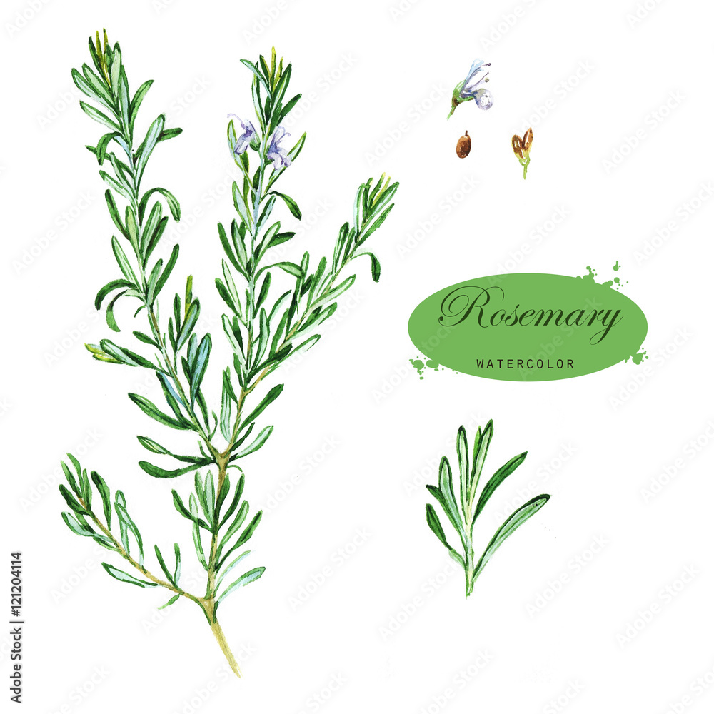 Handdrawn watercolor illustration of the rosemary. Botanical drawing