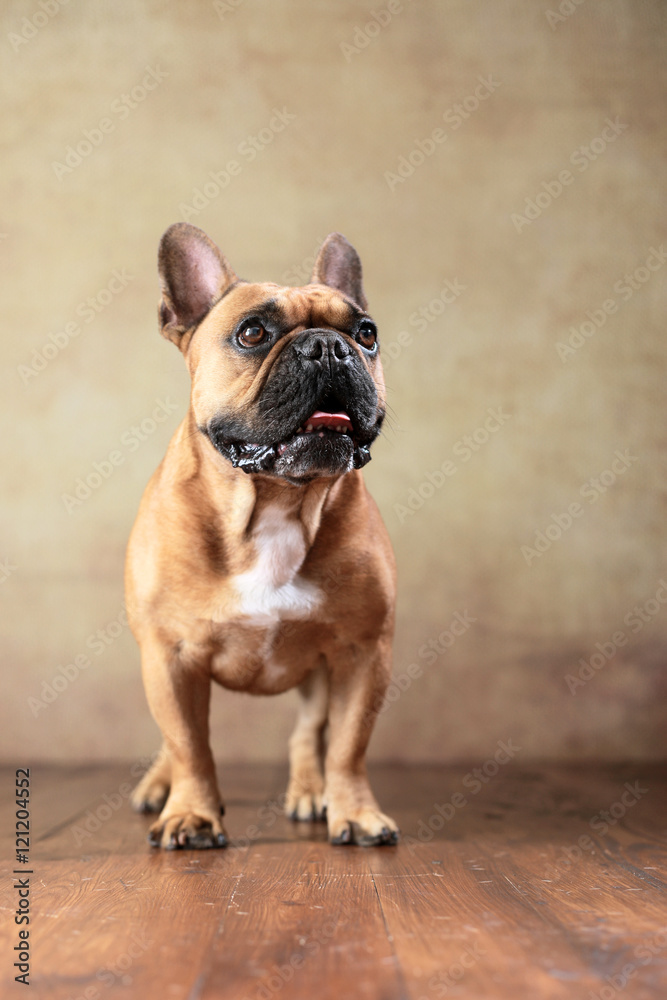 Obraz premium stehende Französische Bulldogge im Studio