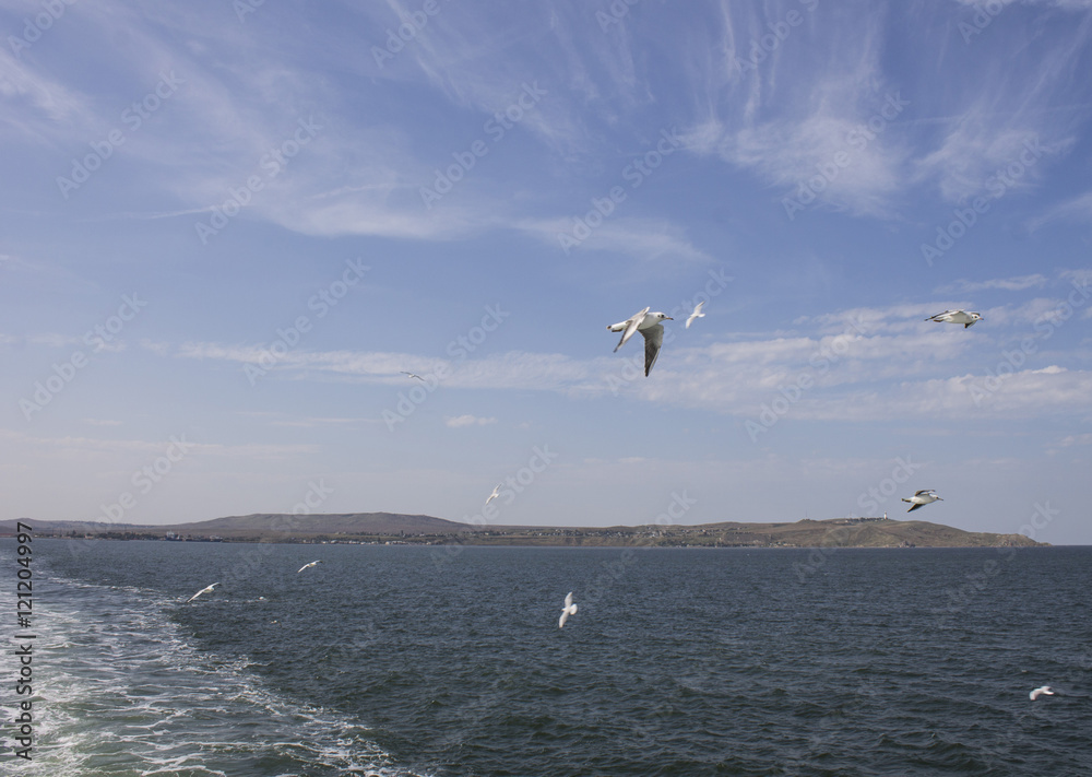 Fototapeta premium Seagulls flying over the Kerch Strait. Crimea