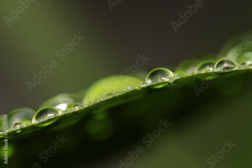 fresh herbs by rain