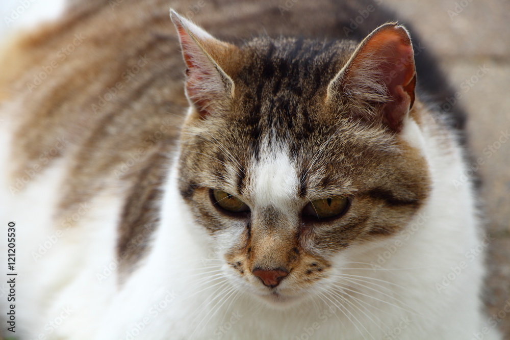 Chat tigré couché