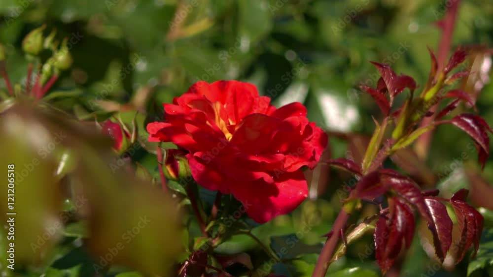 Bud red flower with drops of dew on a grass background