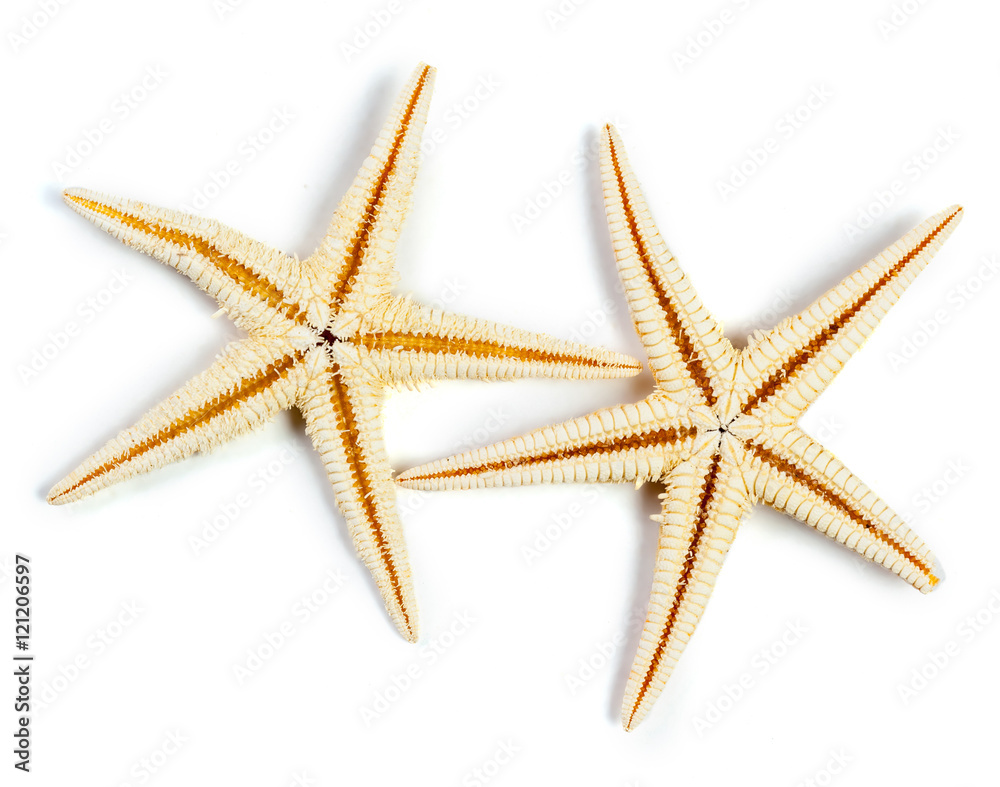 seashells isolated on white background seashells isolated on white background