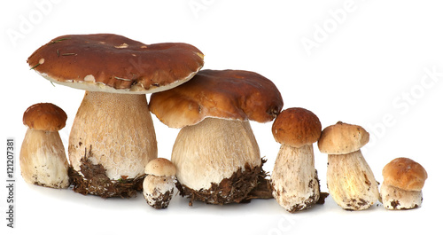 Family of white porcini. Wild Foraged Mushroom selection isolated on background, with shadow. Boletus Edulis mushrooms over 