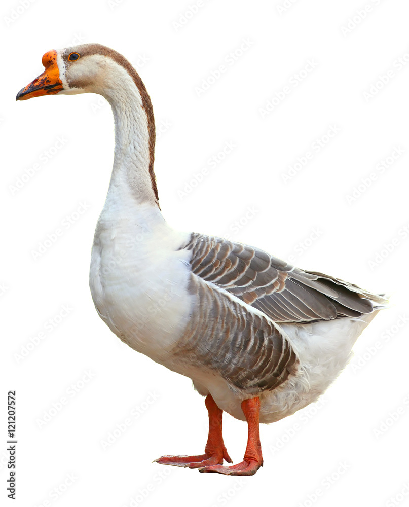 Domestic goose, Anser anser domesticus, isolated on white background Domestic goose, Anser anser domesticus, isolated on white background