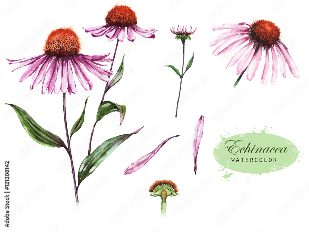 Hand-drawn watercolor illustration of the echinacea plant. Botanical drawing isolated on the white background: echinacea flower, petals, bud. - obrazy, fototapety, plakaty 