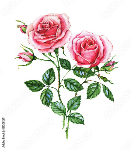 Watercolor botanical illustration of pink roses. Hand painting. Floral drawing for the greeting cards, invitations, personalized card and different decorations.